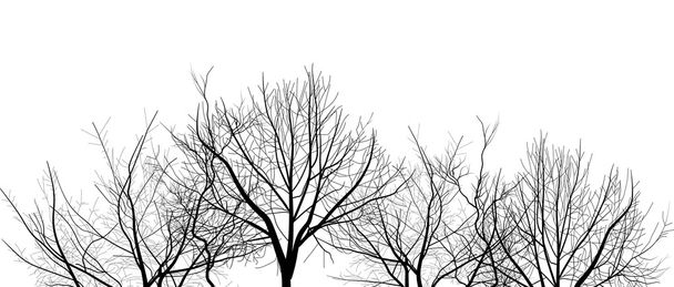 bare tree branches isolated on white - Vector, Image