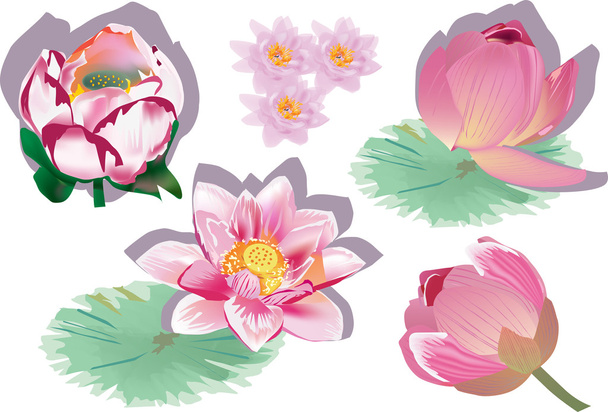 pink lotus flowers set on white - Vektor, Bild