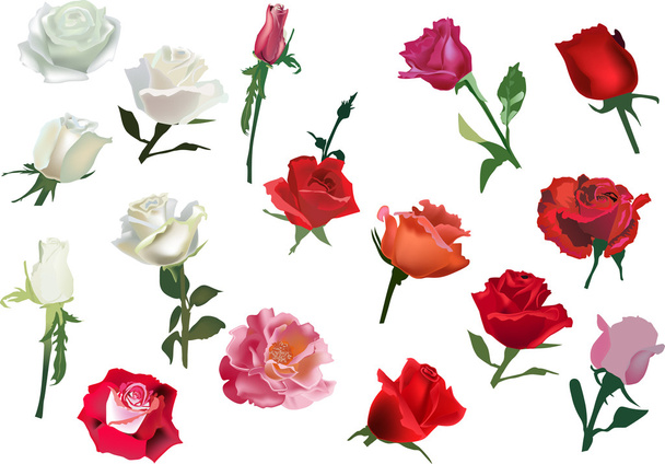 verzameling van geïsoleerde wit en rood roze bloemen - Vector, afbeelding