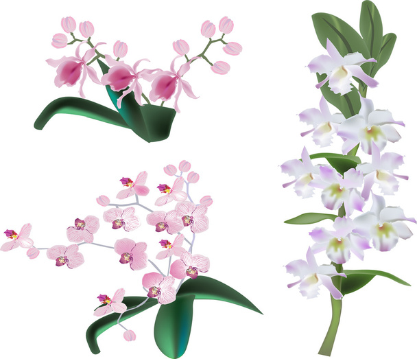 világos színű orchidea virágok fehér - Vektor, kép