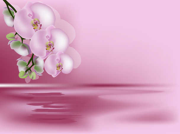 rosa Illustration mit großen Orchideenblüten - Vektor, Bild
