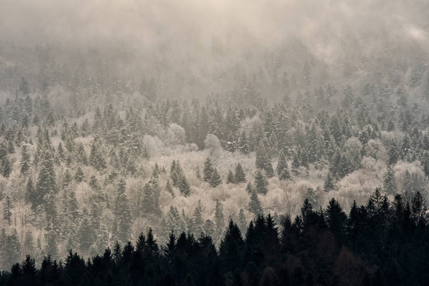 Winter in the Carpathians. A snow-capped mountain forest - Fotoğraf, Görsel