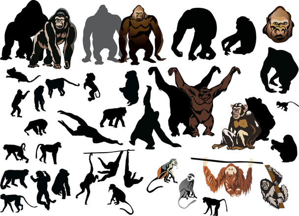 suuri kokoelma erilaisia apinoita
 - Vektori, kuva