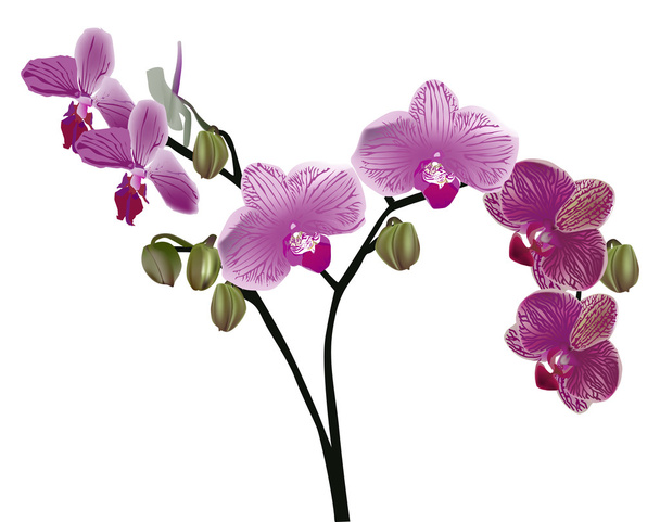 分離の紫色の蘭花の枝 - ベクター画像