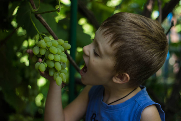 Een jongen in een blauw T-shirt wil bijten uit een bes uit een bos van druiven opknoping in de tuin - Foto, afbeelding