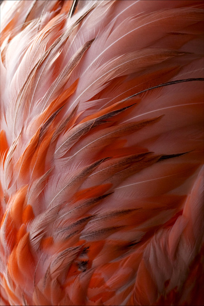 flamengo plumage abstract - Фото, изображение
