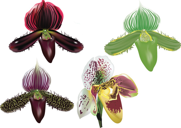 vierfarbige Orchidee auf weiß - Vektor, Bild