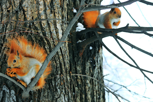 Red Squirrel On The Tree - Photo, Image