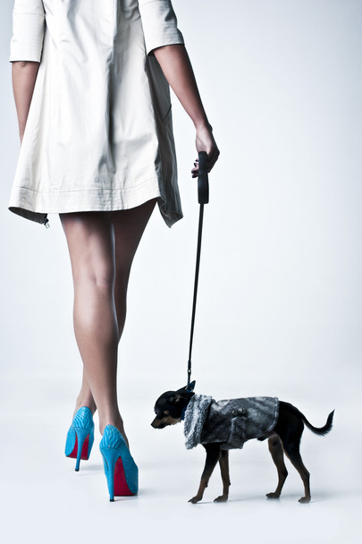portrait of a woman in the studio. small dog - Foto, Imagem