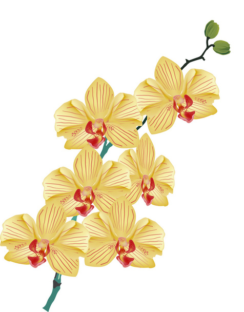 gold orchid flower branch on white - Vector, Image