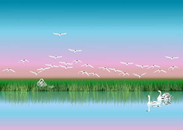 wan flock on lake at sunset - Vector, Image