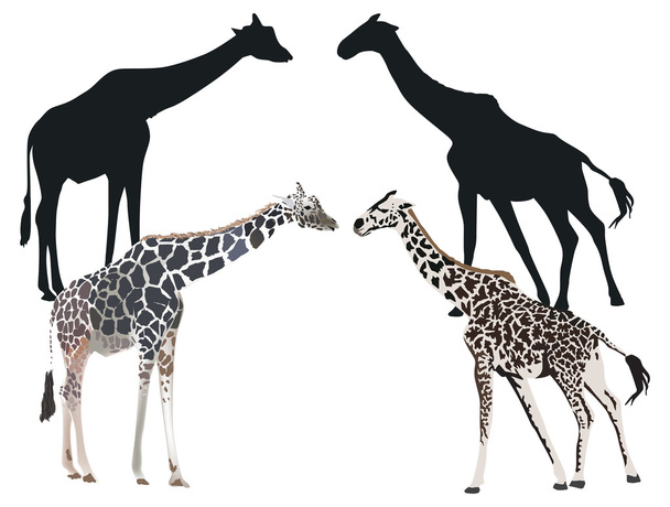 два жирафа с тенями, изолированными на белом
 - Вектор,изображение