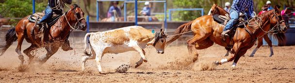 A brown and white calf being lassoed in a team calf roping event at a dusty country rodeo - Photo, Image