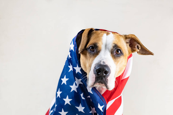 American patriotic dog portrait. Funny Staffordshire terrier wrapped in USA flag in studio background - 写真・画像