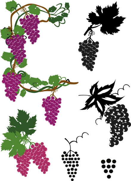 raccolta uva stilizzata su bianco
 - Vettoriali, immagini