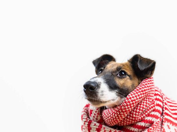 Cute little puppy in white and red winter scarf looking up. Portrait of young fox terrier dog in winter clothes at studio background - Photo, image