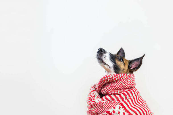 Cute little puppy in white and red winter scarf looking up. Young fox terrier dog in winter clothes at studio background - 写真・画像