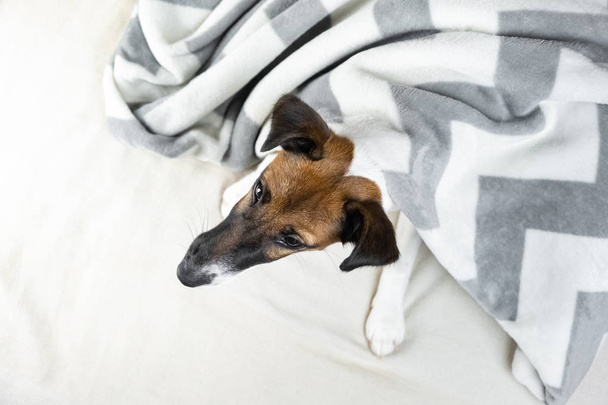 Smooth fox terrier puppy in cozy blanket. Cute little dog in throw plaid lying in bed at home, top view - Foto, immagini