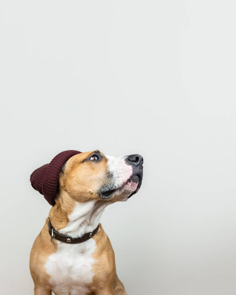 Funny dog in red hipster knit hat. Staffordshire terrier looks up at copy space, winter accessories or seasonal concept - Fotografie, Obrázek
