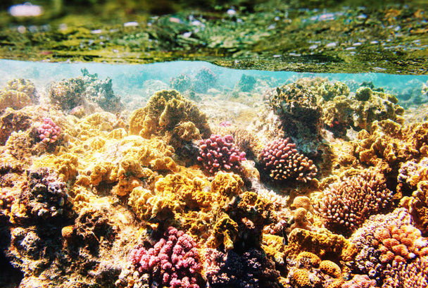 Barriera corallina vivente nel Mar Rosso, Egitto. sfondo naturale insolito. - Foto, immagini