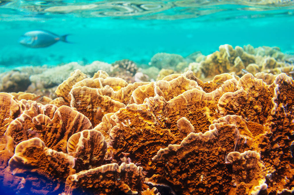 Lebendes Korallenriff im Roten Meer, Ägypten. Ungewöhnlicher Hintergrund. - Foto, Bild