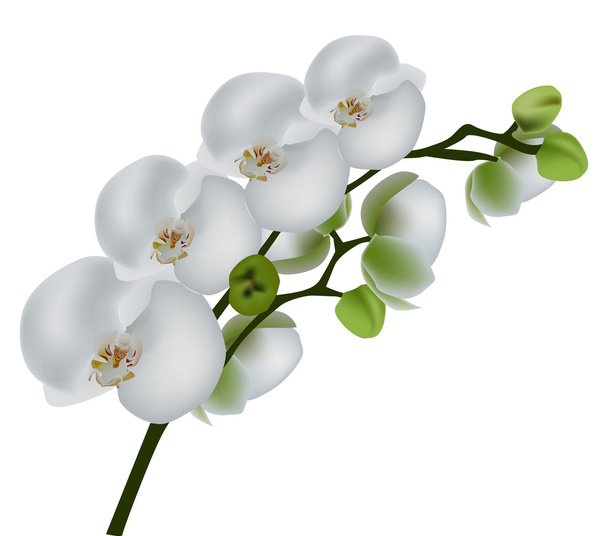 rama aislada de orquídeas blancas
 - Vector, imagen