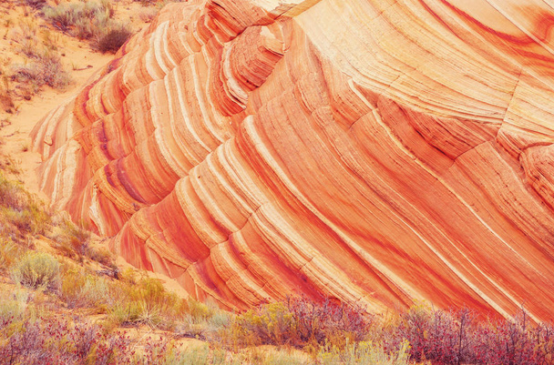 米国ユタ州の砂岩。美しい珍しい風景。生きている珊瑚の色の調子を整える. - 写真・画像