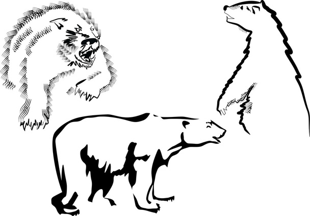 tres bocetos de oso aislados en blanco
 - Vector, Imagen