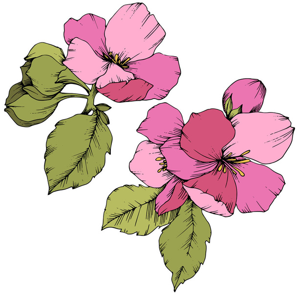 Alma virág virág botanikai virág vektor. Rózsaszín és zöld vésett tinta art. Elszigetelt virágok ábra elem. - Vektor, kép