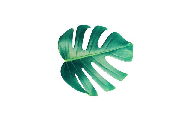 Monstera green leaf isolated on white background with clipping path for summer and spring design element in blue toned. Palm leaf, Real tropical jungle foliage Swiss cheese plant. Nature object. - Foto, Imagen