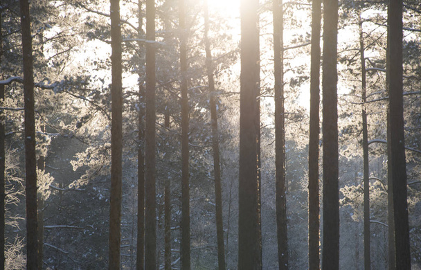 Sunny mystery forest at winter season as background - Valokuva, kuva