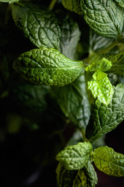 Peppermint . Bunch of fresh green organic mint leaf closeup. Selective focus.  - Photo, Image
