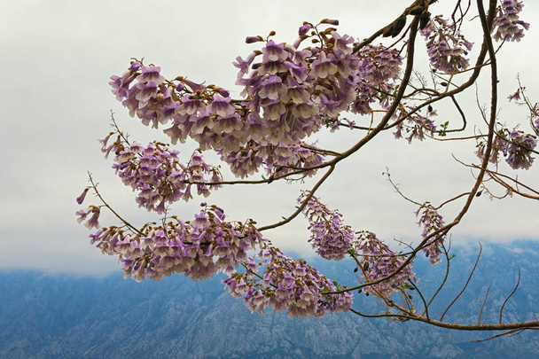 Paulownia tomentosa puun oksat kukkivat pilvisenä kevätpäivänä. Etelä-Korea
 - Valokuva, kuva