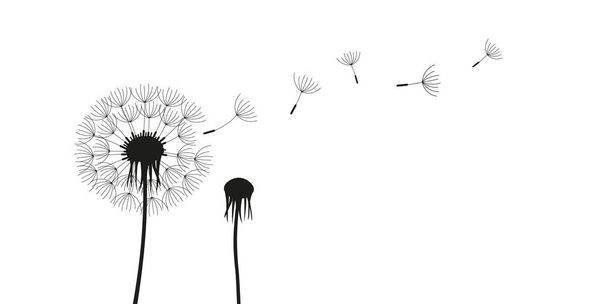 силуэт одуванчика с летящими семенами на белом фоне
 - Вектор,изображение