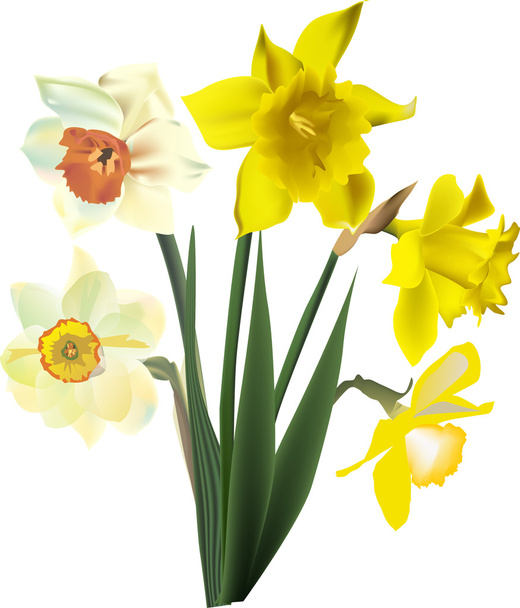 cinco flores de narciso isoladas em branco
 - Vetor, Imagem