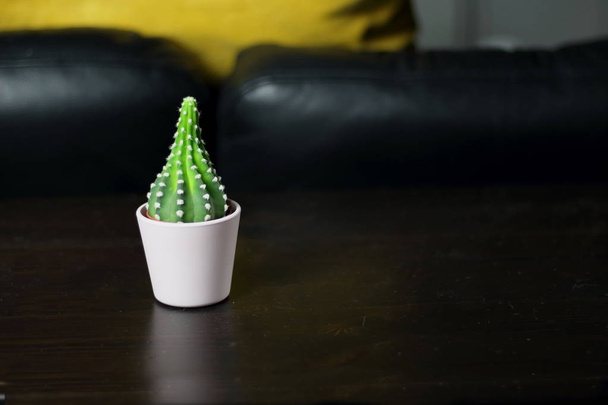 Petits cactus mignons succulents dans des pots rose clair pour la décoration végétale intérieure dans la chambre avec un oreiller jaune en arrière-plan
 - Photo, image
