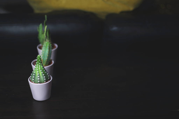 Kleine schattige cactussen vetplanten in licht roze potten voor interieur plant decoratie in de kamer met een gele kussen op de achtergrond - Foto, afbeelding
