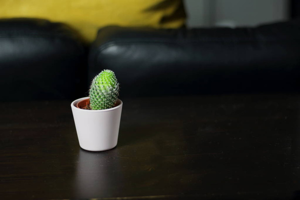 Piccole succulente cactus carino in vasi rosa chiaro per la decorazione di piante d'interni nella stanza con un cuscino giallo sullo sfondo
 - Foto, immagini