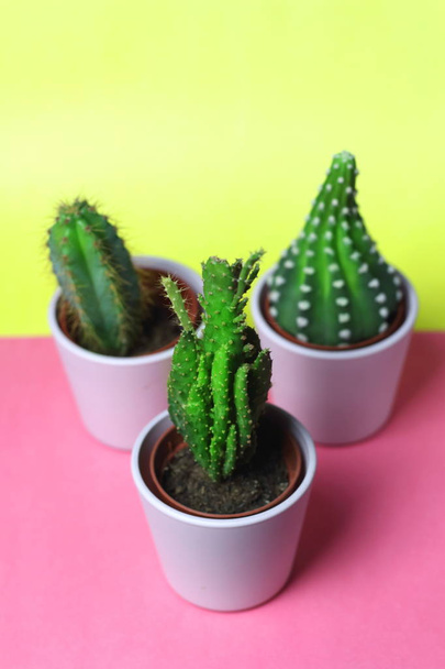 Pequeñas suculentas de cactus lindas en macetas de color rosa claro para la decoración de plantas de interior en la habitación con una almohada amarilla en el fondo
 - Foto, Imagen