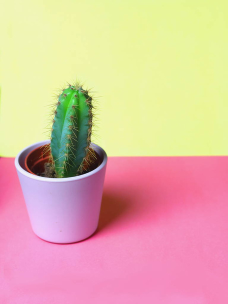 Petits cactus mignons succulents dans des pots rose clair pour la décoration végétale intérieure dans la chambre avec un oreiller jaune en arrière-plan
 - Photo, image