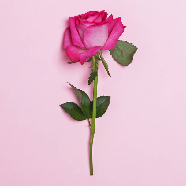 Rose flower isolated on pastel pink background, - Фото, зображення
