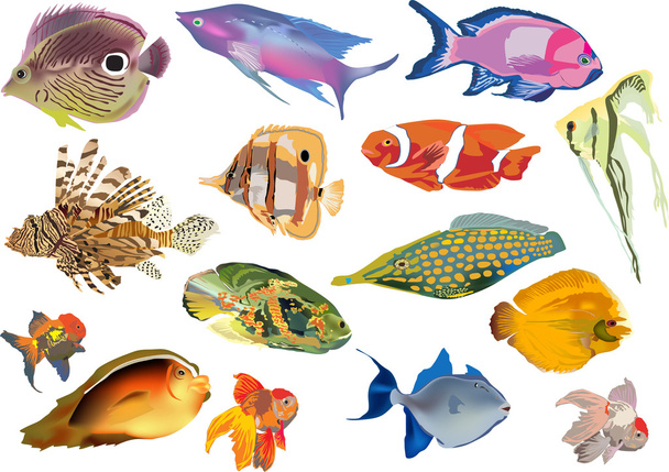 fifteen tropical fishes on white - Vector, Image