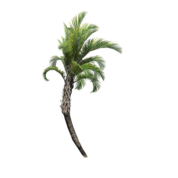 Curly Palm - isolé sur fond blanc
 - Photo, image