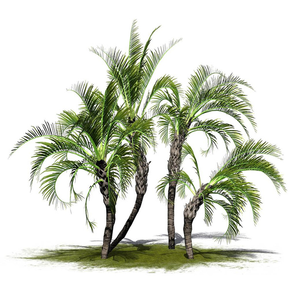 useita Curly Palms vihreällä alueella - eristetty valkoisella taustalla
 - Valokuva, kuva