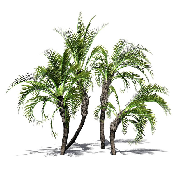verschillende krullend palmen met schaduw op de vloer - geïsoleerd op witte achtergrond - Foto, afbeelding