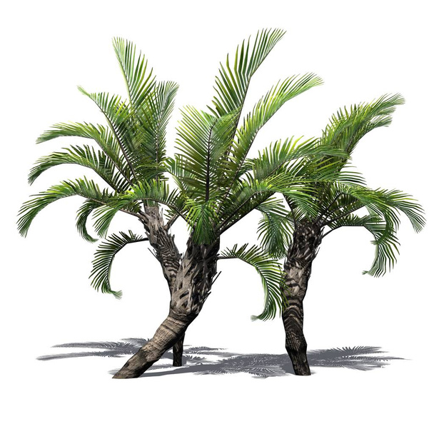 mehrere verschiedene lockige Palmen mit Schatten auf dem Boden - isoliert auf weißem Hintergrund - Foto, Bild