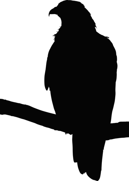silhouette d'aigle isolé sur blanc
 - Vecteur, image