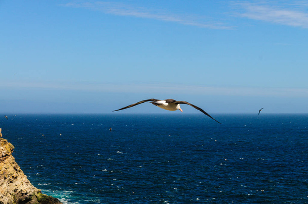 czarny białobrewy Albatros w locie - Zdjęcie, obraz