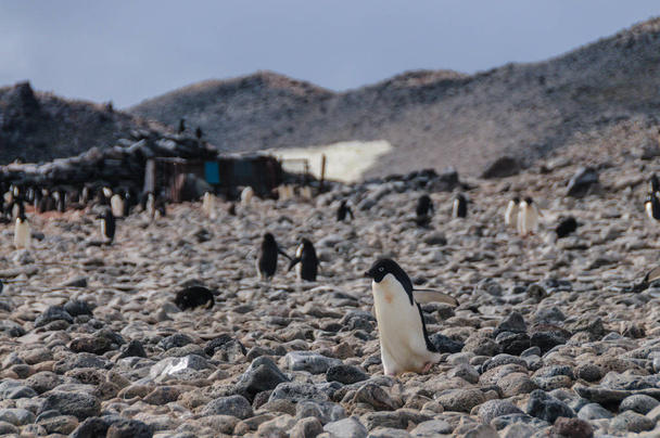 Adelie πιγκουίνους στο νησί Paulet - Φωτογραφία, εικόνα