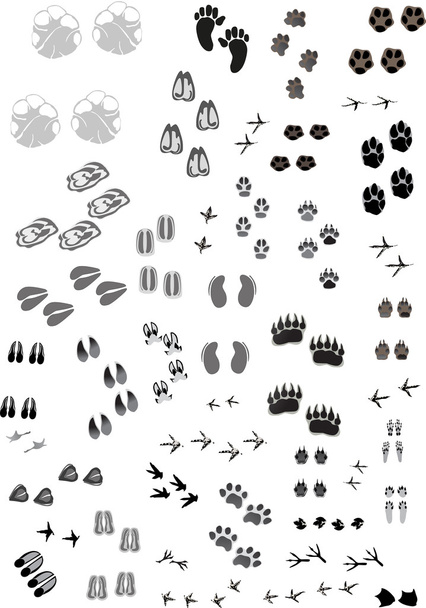 huge set of animal and human grey tracks - Vector, Image